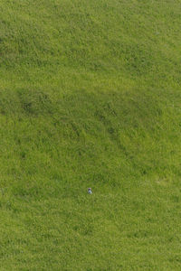 Full frame shot of field