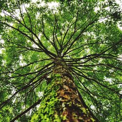 Low angle view of tree in forest against sky