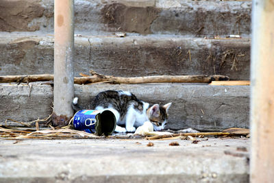 Cat searching food on steps