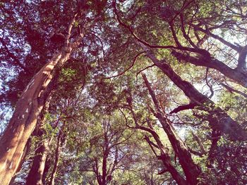 Low angle view of trees in forest