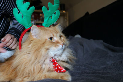 Close-up of cat