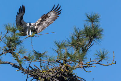 Low angle view of osprey perching on branch