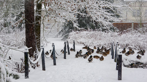 Flock of birds on snow covered land