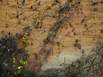 Ivy growing on wall