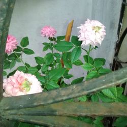 Close-up of pink flowers blooming outdoors