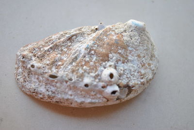 Close-up of seashell