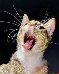 Close-up of cat yawning