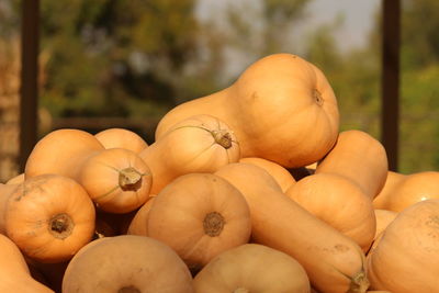 Close-up of pumpkins