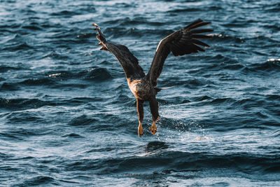 Bird flying over sea