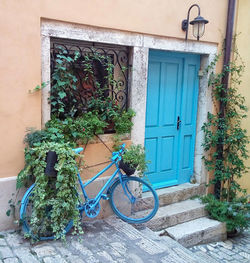 Plants growing outside house