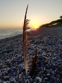 Close-up of pebbles on shore at sunset