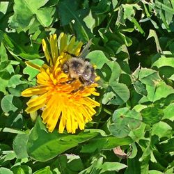 Close-up of butterfly pollinating flower