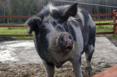Close-up of a swedish pig enjoying life outdoors