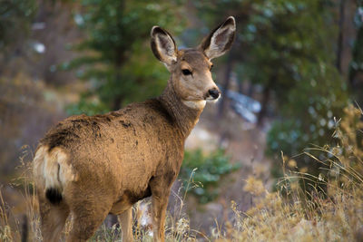 Portrait of deer standing outdoors