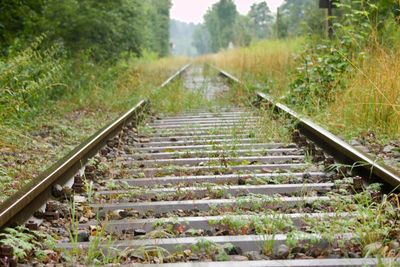 Railroad tracks amidst trees