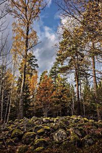 Scenic view of forest against cloudy sky