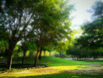 Scenic view of grassy field