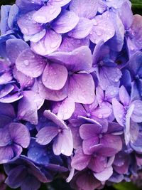 Full frame shot of raindrops on purple hydrangea flowers