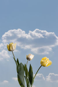 Low angle view of flowering plant against sky