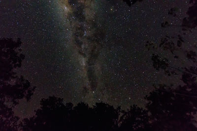 Low angle view of silhouette trees against star field