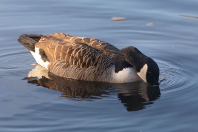 High angle view of duck swimming in lake