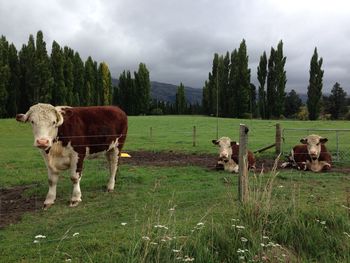 Be grateful and gratitude that every single dairy food that we consumption in each moment. nz 2015