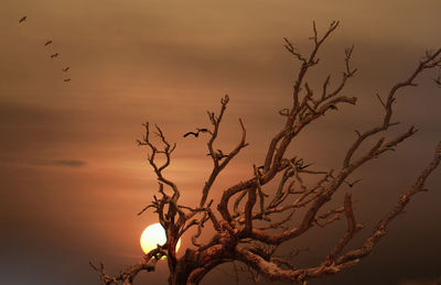 Low angle view of silhouette bare tree against orange sky
