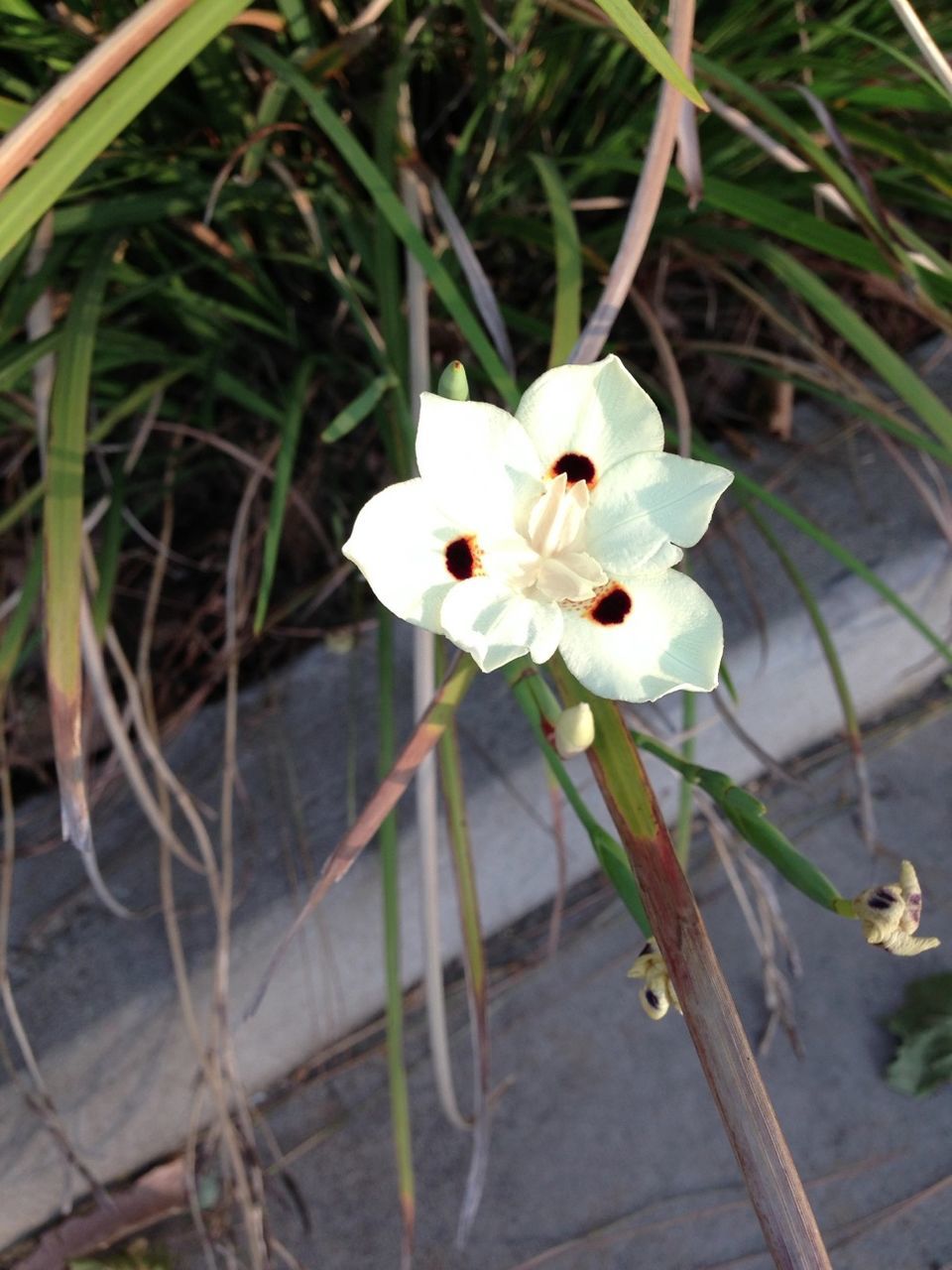 flower, petal, flower head, white color, fragility, plant, growth, freshness, blooming, close-up, nature, single flower, focus on foreground, beauty in nature, no people, stem, day, white, high angle view, outdoors