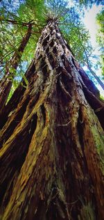 Low angle view of tree trunk