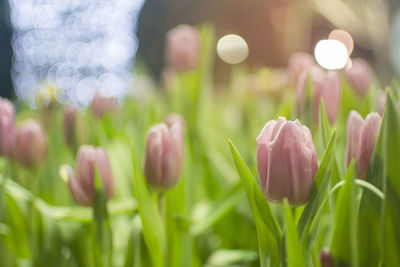 Close-up of tulips blooming outdoors