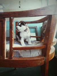 Close-up of cat sitting on wood