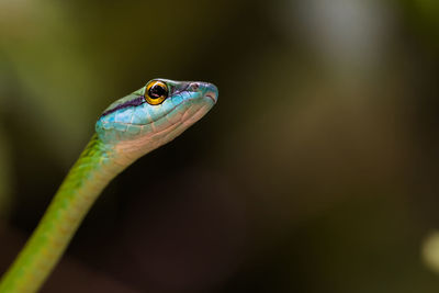 Close-up of insect