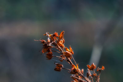 Close-up of wilted plant