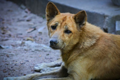 Close-up of dog looking away