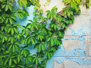 Close-up of ivy growing on tree