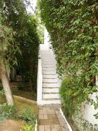 Footpath amidst trees in park