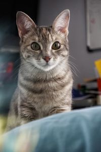 Close-up portrait of tabby cat sitting on floor