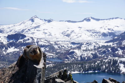 View of an animal on snowcapped mountain