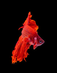 Close-up of fish swimming in sea