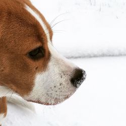 Close-up of dog during winter