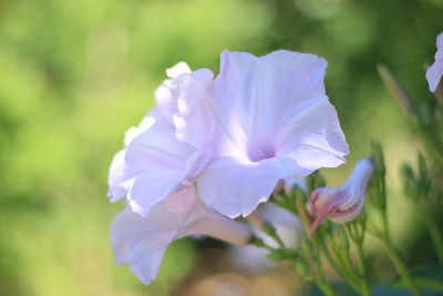 Close-up of purple flowering plant