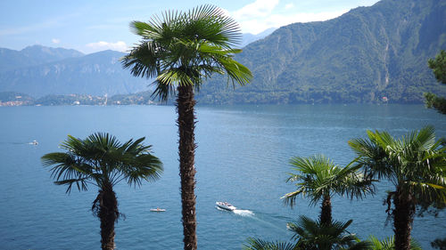 Palm trees by lake against sky