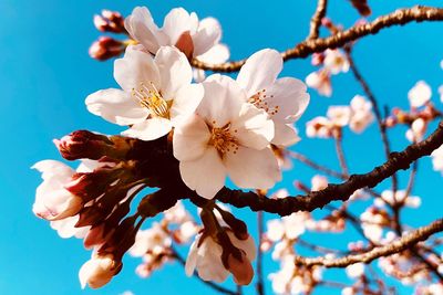 Close-up of white flowers blooming on tree