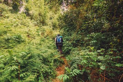 Rear view hikers amidst trees at gatango forest, aberdare ranges, aberdare national park, kenya