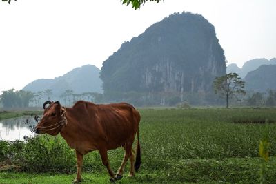 Horse in a field