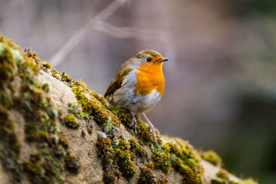 Close-up of bird perching on branch