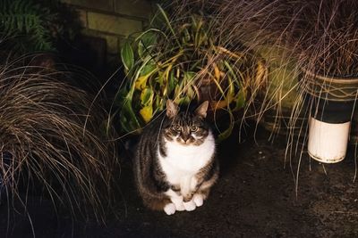 Portrait of cat sitting on plant at night