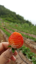 Close-up of hand holding strawberry