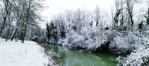 Snow covered land and trees in forest against sky