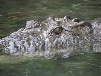 Close-up of crocodile in water